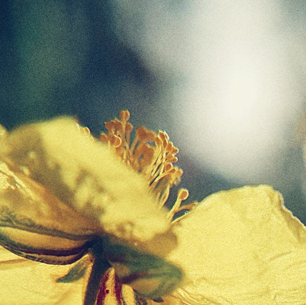 Photo d'une fleur d'elianthème